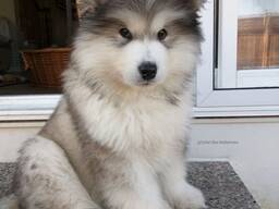 Alaskan Malanute puppies