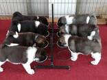 American Akita puppies - фото 1