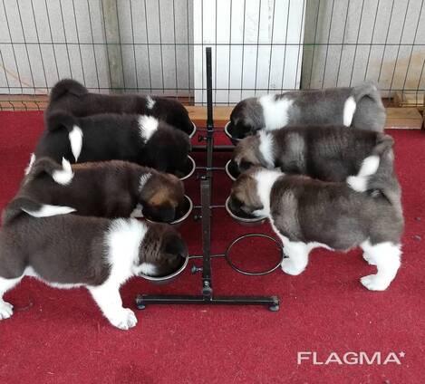 American Akita puppies