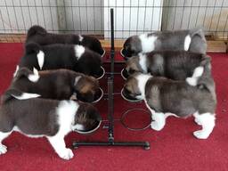 American Akita puppies