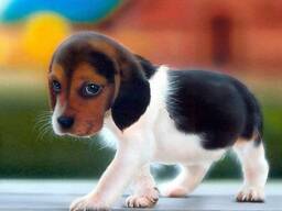 American Foxhound puppies