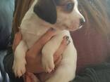 American Foxhound puppies - фото 2