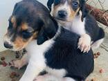 American Foxhound puppies - фото 3