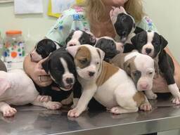 American Staffordshire Terrier Puppies