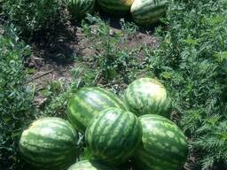 Арбуз Украина