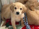 Auksaspalvis retriveris - фото 1