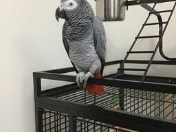 Aukščiausios kokybės afrikinės pilkosios papūgos.