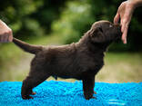 Aukštos kokybės labradoro retriverių šuniukai - фото 16