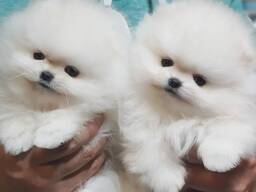 Aukštos kokybės Pomeranijos šuniukai