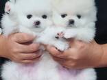Aukštos kokybės Pomeranijos šuniukai - фото 1