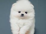 Aukštos kokybės Pomeranijos šuniukai - фото 3