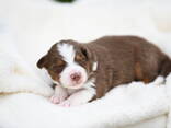 Australian shepherd puppy - photo 1