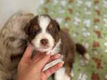 Australian shepherd puppy - photo 2