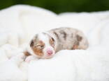 Australian shepherd puppy - photo 3