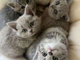 Britisch Kurzhaar-Kätzchen