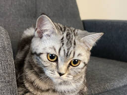 Britų trumpų plaukų sidabrinė tabby