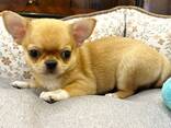 Chihuahua puppies - фото 3