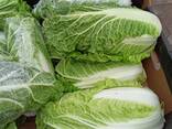 Chinese cabbage (origin - Poland) - фото 1