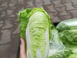 Chinese cabbage (origin - Poland) - фото 2