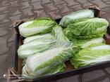 Chinese cabbage (origin - Poland) - фото 3