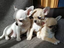 Čihuahua šuniukai