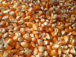 Corn. Looking for partners! We have the opportunity to supply agricultural products.