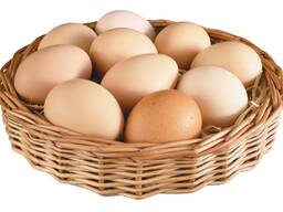 Didmeninė prekyba vištienos kiaušiniais C1 - Яйцо куриное C1 оптом