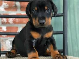 Doberman puppies