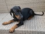 Dobermanų šuniukai | Registruoti „Kennel Club“. - фото 2