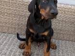 Dobermanų šuniukai | Registruoti „Kennel Club“. - фото 3
