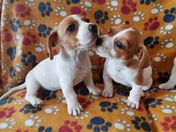 Grynaveisliai miniatiūriniai Džeko Raselo šuniukai