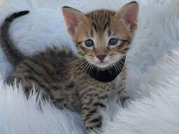 Egzotiški savanos kačiukai