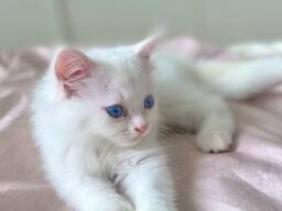 Elegantiški turkų angoros kačiukai