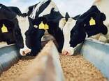 Export ab der Ukraine – Rinderfutter verfügbar - фото 1