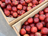 Export Apples / Red Prince / Champion / Golden / Mutsu / Jonagored - фото 1