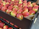 Export Apples / Red Prince / Champion / Golden / Mutsu / Jonagored - фото 4