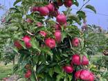 Export Apples / Red Prince / Champion / Golden / Mutsu / Jonagored - фото 5