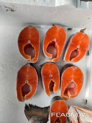 Trout Türkiye