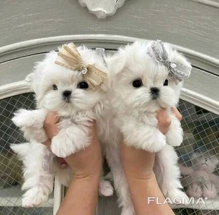 French bulldog puppies