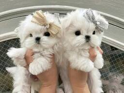 French bulldog puppies