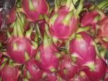Fresh Dragon Fruit from Vietnam - фото 2