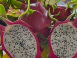 Fresh Dragon Fruit from Vietnam - фото 3