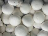 Fresh quality champignons from Poland - фото 1