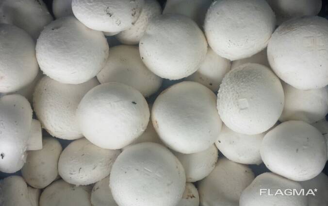 Fresh quality champignons from Poland