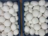 Fresh quality champignons from Poland - фото 2