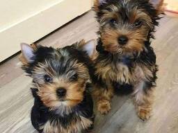 Jorkšyro šuniukai laisvai prieinami