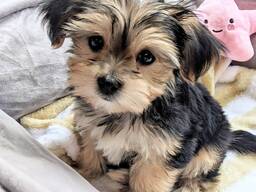 Jorkšyro terjero šuniukas