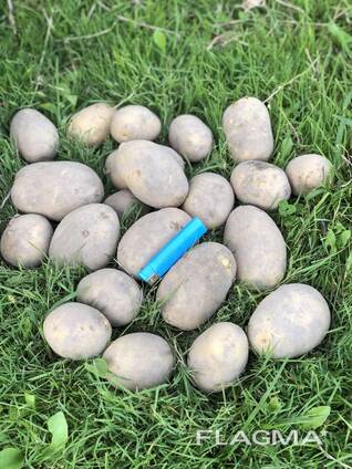 Картофель урожая 2025 года сорта Лилли