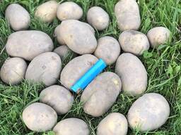 Картофель урожая 2025 года сорта Лилли