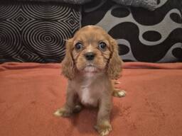 Kavalieriaus karaliaus Karolio spanielio šuniukai | Registruoti „Kennel Club“